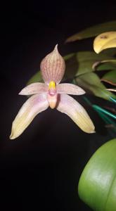 Bulbophyllum Goody Goody