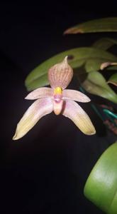 Bulbophyllum Goody Goody