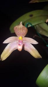 Bulbophyllum Goody Goody