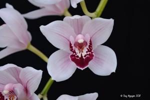 Cymbidium Thomas Starzl