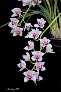 Cymbidium Thomas Starzl