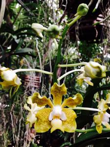 Vanda Naoki Kawamura