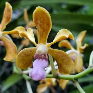 <i>Vanda</i> Glorianne Messler
