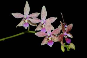Phalaenopsis GK's Pallestris