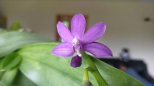 Phalaenopsis Purple Martin