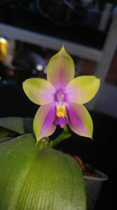 Phalaenopsis LD's Bear Queen