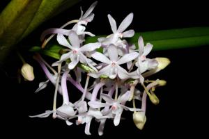 Vandachostylis Dainty