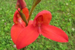 Disa Kirstenbosch Pride