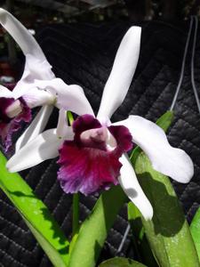 Cattleya irrorata