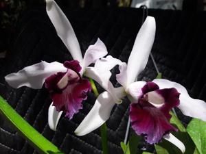 Cattleya irrorata