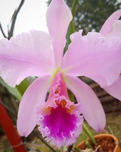 Rhyncholaeliocattleya Mahina Yahiro-Mildred Rives