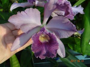 Cattleya Canhamiana