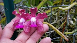 Vanda Virginia Vercillo