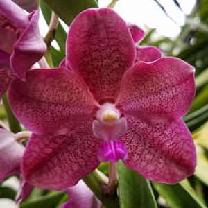 Vanda Memoria Louis Hatos