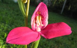 Disa Veitchii