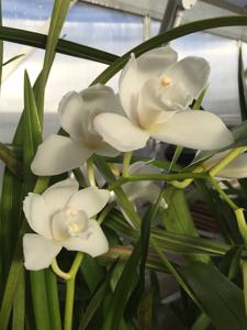 Cymbidium Lovely Angel