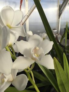 Cymbidium Lovely Angel