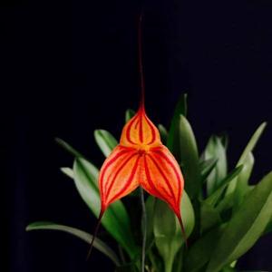 Masdevallia Rubicon-Tuakau Candy