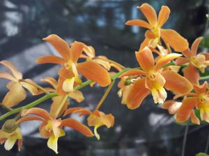 Renantanda Huifen Chan