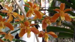 Renantanda Huifen Chan