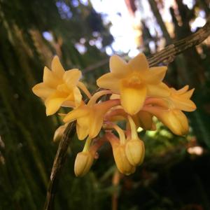 Dendrobium lampongense-bullenianum