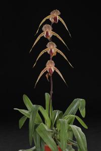 Paphiopedilum Lady Rothschild