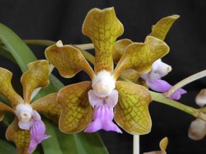 Vanda Kultana Oriental Aroma