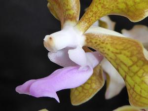 Vanda Kultana Oriental Aroma