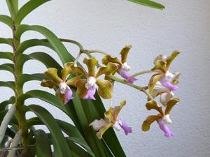 Vanda Kultana Oriental Aroma