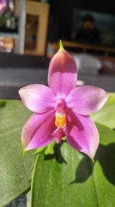 Phalaenopsis Su's Bellicosa-violacea