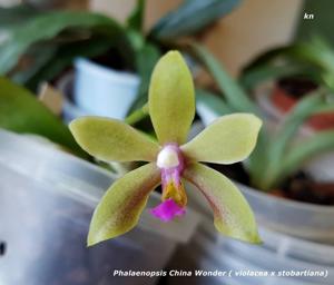 Phalaenopsis China Wonder