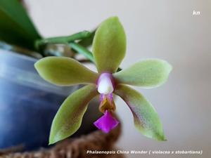 Phalaenopsis China Wonder