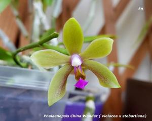 Phalaenopsis China Wonder