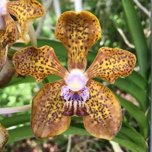 Vanda Golden Doubloon