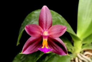 Phalaenopsis Valentinii