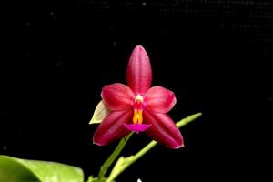 Phalaenopsis Valentinii