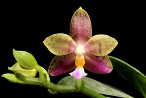 Phalaenopsis Borneo Star