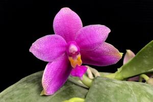 Phalaenopsis Borneo Star