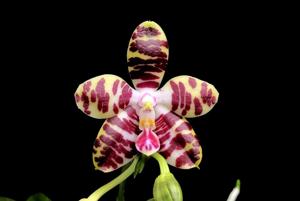 Phalaenopsis Jong's Ambotrana Cherry