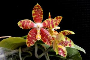 Phalaenopsis Jong's Ambotrana Cherry