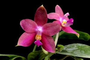 Phalaenopsis Princess Kaiulani