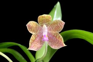 Phalaenopsis Kloog