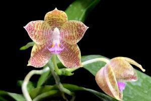 Phalaenopsis Kloog