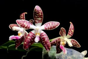 Phalaenopsis Double Eagle