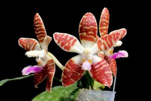 Phalaenopsis Double Eagle