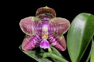 Phalaenopsis Yaphon Cousin