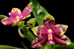 Phalaenopsis Yaphon Cousin