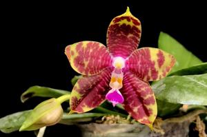 Phalaenopsis Yaphon Cousin