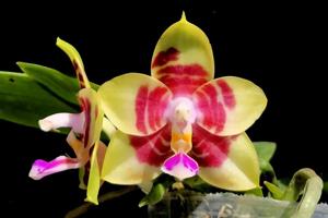 Phalaenopsis Evelyn Lee Pei Yee