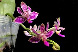 Phalaenopsis Alfinia